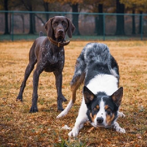 Why Do We Use Shock Collars On Our Dogs?