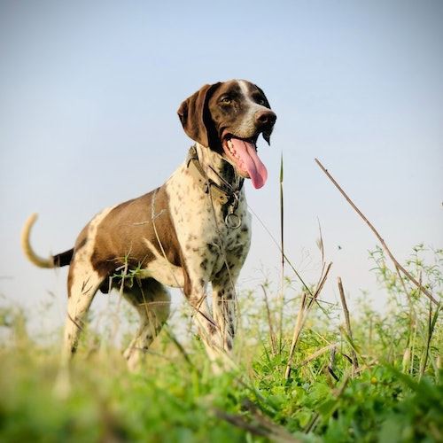 The 10 Best Hunting Dog Breeds (Part 1) The 10 Best Hunting Dog Breeds (Part 1)